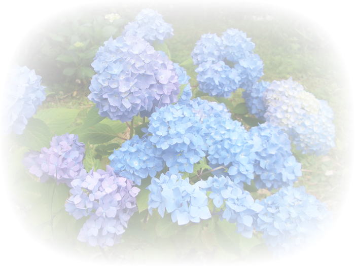 由緒書－あじさいの花 Hydrangea-Shrine